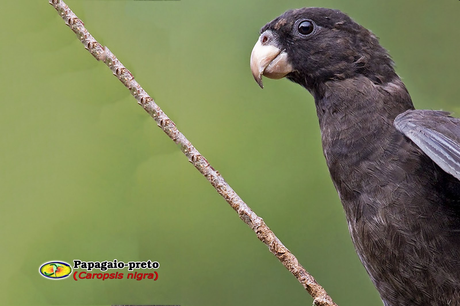 Zoologia: Papagaio-negro (Coracopsis nigra)